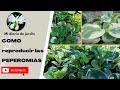 3 maneras efectivas para reproducir esta planta, mi diario de jardin