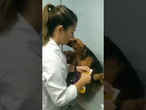 فيديو: Pup يسلم الحب لتمريض سكان المنزل عن طريق ركوب المصعد