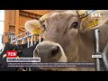 "Рогатий" конкурс: у Німеччині обрали найгарнішу корову регіону Гессен