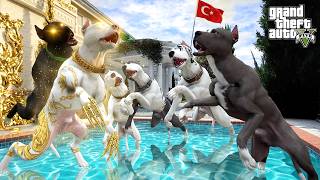 PİTBULL AİLESİ AŞIRI ZENGİN PİTBULL AÇGÖZLÜ İLE DÖVÜŞÜYOR! - GTA 5