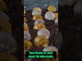 2 Bitcoin Pizza Guy #shorts #stonkbrain #bitcoin #crypto #pizza #money #didyouknow #stonks