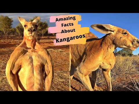 15 Amazing Facts About Kangaroos