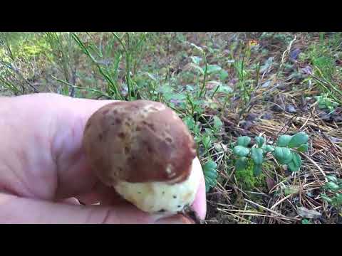 Эстония грибы 2024