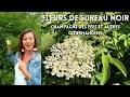 Les fleurs de sureau noir champagne des fes et autres gourmandises 