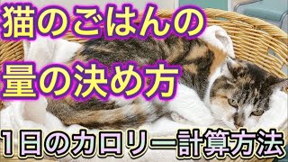 【猫のごはんの量】そんなに食べてないのに太っていくのはなぜ？規定量なのに痩せていく？猫のカロリー計算方法