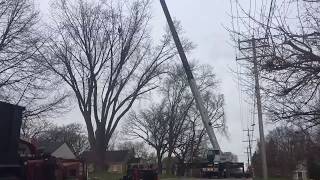 Silver Maple Crane Removal