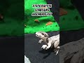 Atrociraptor complains Indominus Rex about the Grrr #jurassicworld #dinotoys #toys #shorts