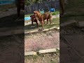 #americanbully #xlbullypuppy #doglover #doglife #xlsizeamericanbully