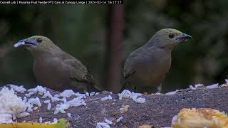 Palm Tanagers Gobble Up The Goods At The Panama Fruit Feeder – Feb. 14, 2024