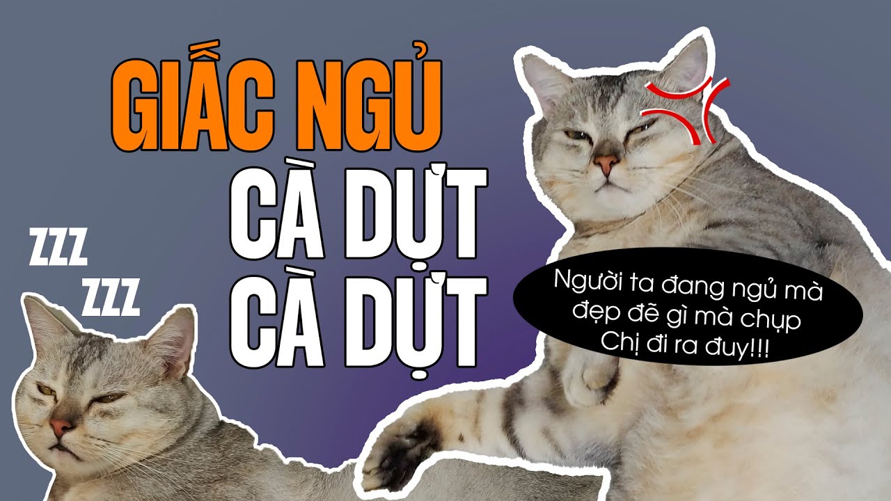 Sunny - Mướp : Giấc Ngủ Không Yên #cat #videocat... - youtube