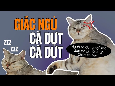 Video Sunny - Mướp : Giấc Ngủ Không Yên #cat #videocat... - youtube