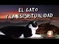 El gato y la espiritualidad ** ⛔ RESUBIDO por falla de audio ⚠ Link en la descripción el video 👇**