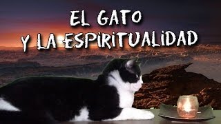 El gato y la espiritualidad ** ⛔ RESUBIDO por falla de audio ⚠ Link en la descripción el video 👇**