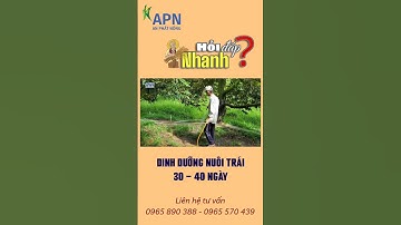 APN - DINH DƯỠNG NUÔI TRÁI SẦU RIÊNG 30 - 40 NGÀY #anphatnong