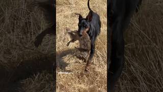 When Predator and Prey are almost the same size  #manchesterterrier #huntingdog #squirrelhunting
