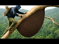 Secrets to Safely Collecting Giant Honey Bees | Wild Honey Gathering Using Ancient Jungle Methods