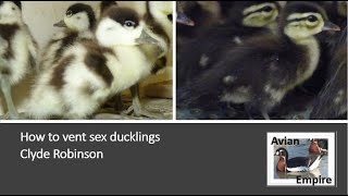 How to vent sex ducklings - Avian Empire