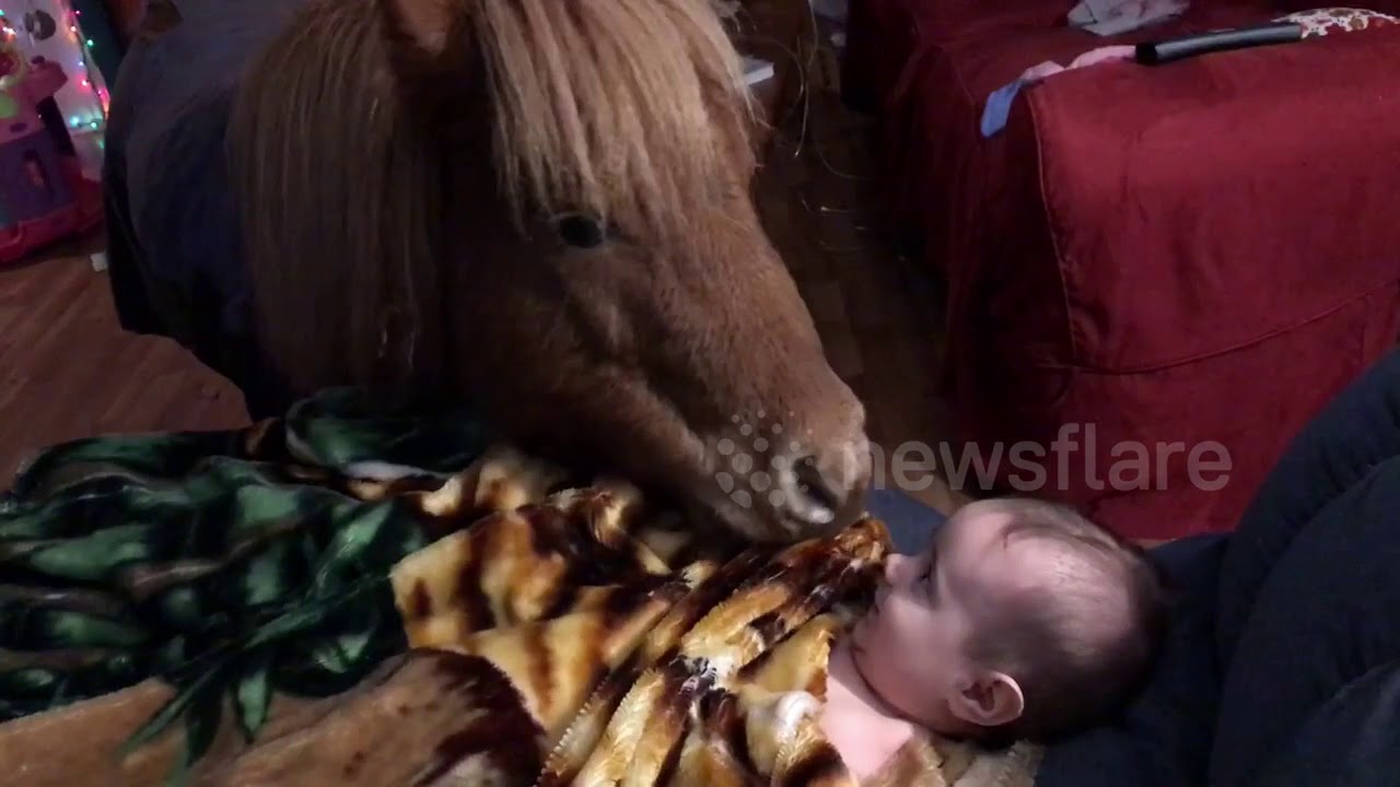 animal attacks reddit Pony Tucks Baby into Bed for a Good Night's Sleep