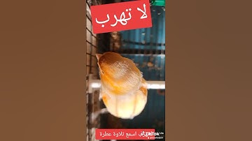 تلاوة عطرة تقشعر لها الأبدان