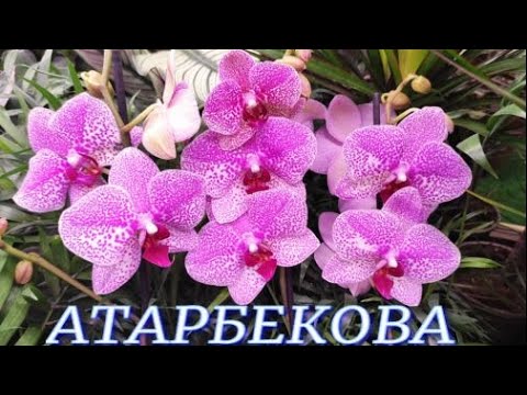 №537/ ШИКАРНЫЕ орхидеи