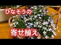 【ヒナソウ、ネモフィラ】春のお花先取り　園芸店にかまくら