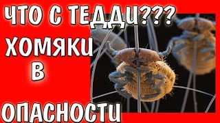 ХОМЯКИ В ОПАСНОСТИ / ЧЕМ БОЛЕН ТЕДДИ? / ЧТО ПРОИЗОШЛО С МОРСКОЙ СВИНКОЙ / ВЛАСОЕДЫ ХОМЯКИ В ОПАСНОСТИ / ЧЕМ БОЛЕН ТЕДДИ? / ЧТО ПРОИЗОШЛО С МОРСКОЙ СВИНКОЙ / ВЛАСОЕДЫ