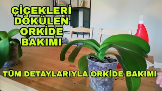 Çiçekleri dökülen orkide bakımı nasıl yapılır?