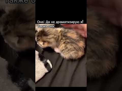 🫠#кошка #коты #cat #cats #shorts #shortvideo #top #рек #рекомендации #симуляторкота #драма