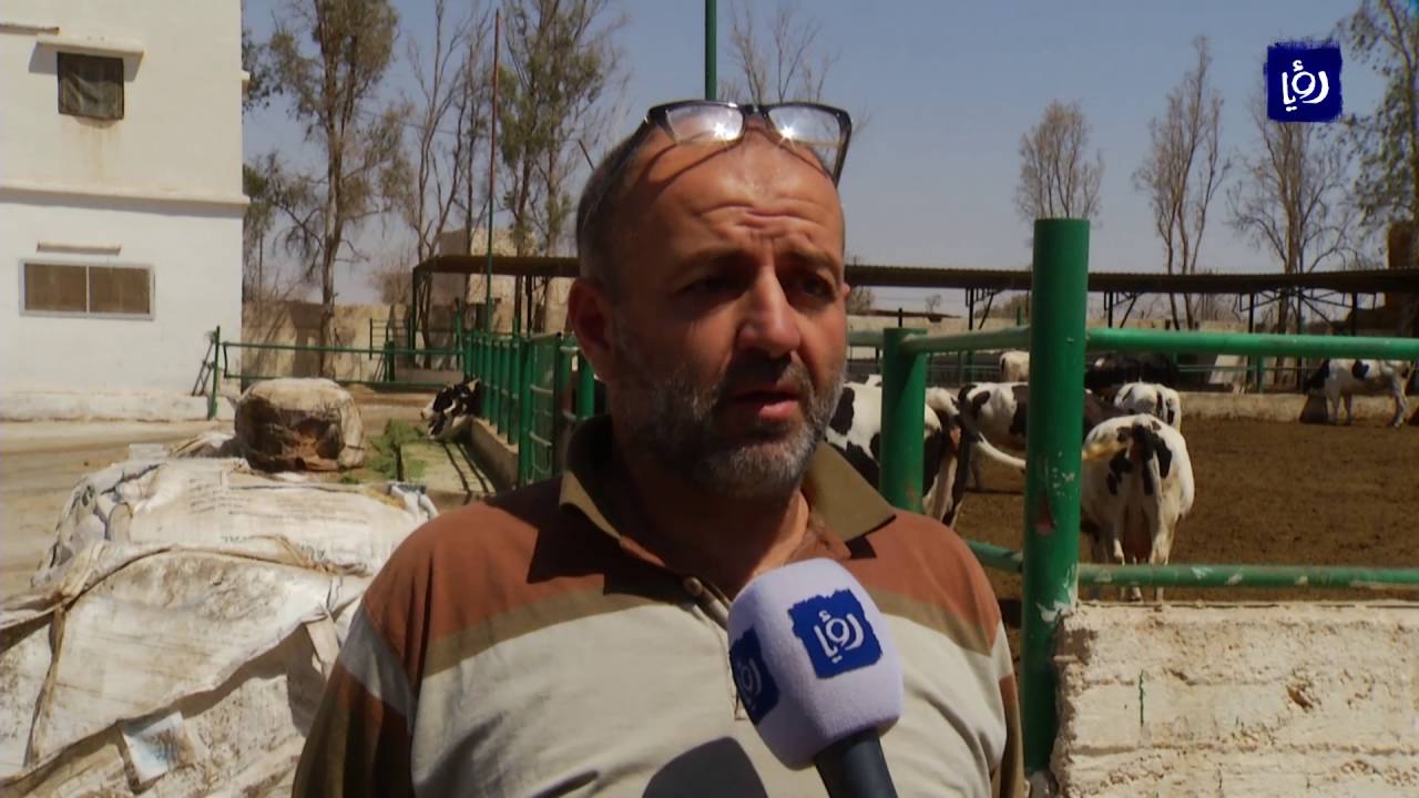 ملف الأسبوع  قطاع مربي الأبقار تحت المجهر