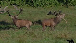 Red Deer    Rut 2023