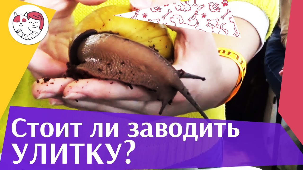 питомцы кукол лол Причины завести улитку на ilikepet