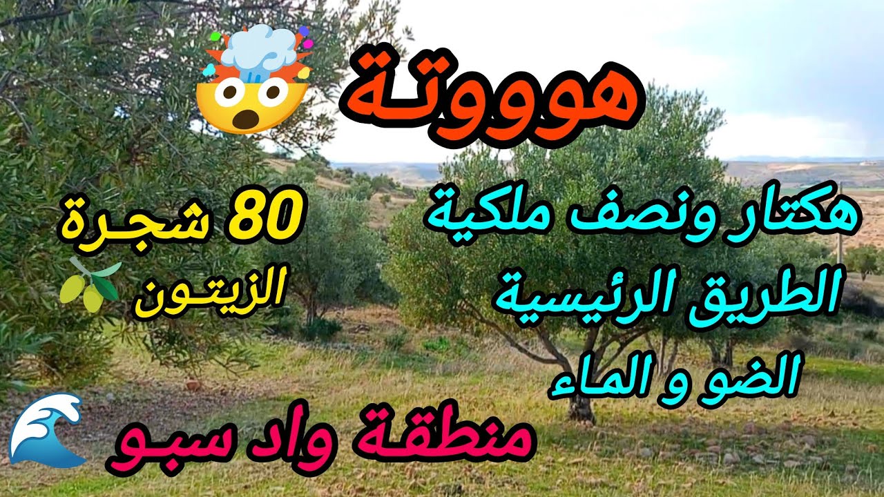 2026-1-16 : أرض ملكية هكتار ونصف ،الطريق الرئيسية ،80 زيتونة 🫒، أرض ممتازة هوتة .الهاتف ☎️0652902061