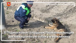 В Подмосковье сотрудник Госавтоинспекции доставил раненую собаку в ветклинику