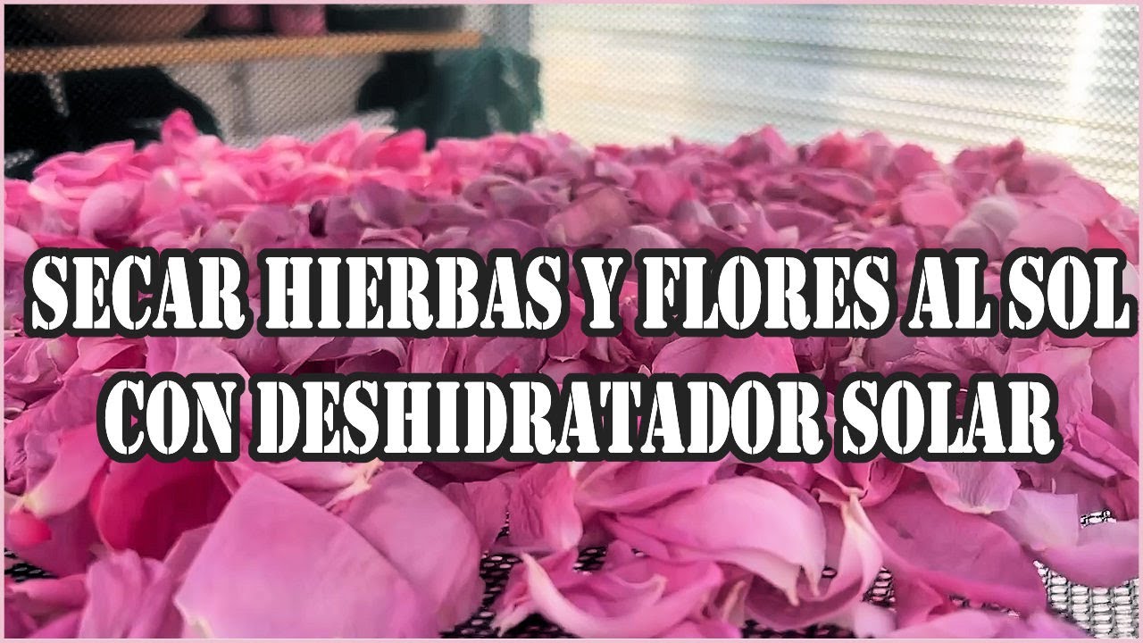 🌺Secar flores, organicas al sol como lo hago yo