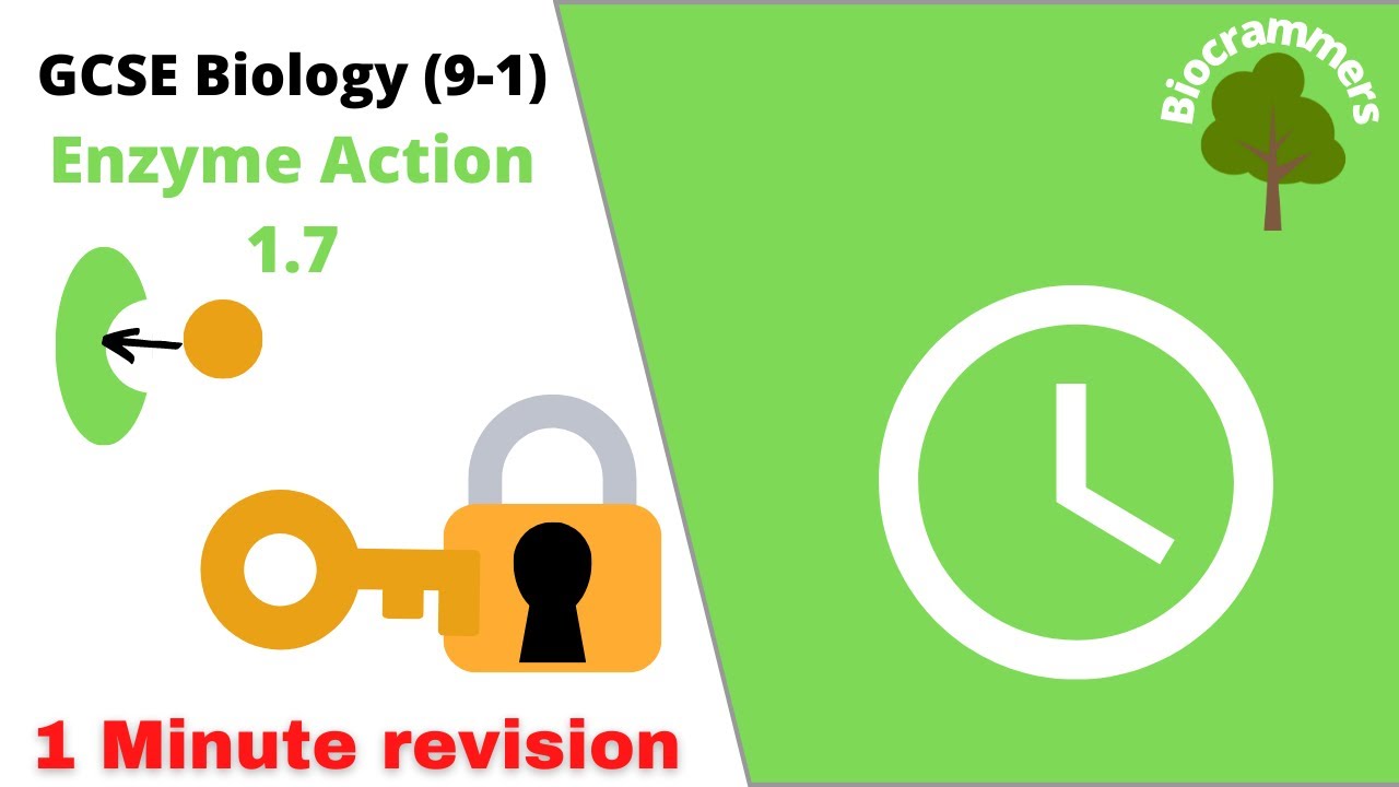 GCSE Biology (91) Enzyme Action 1 minute summary (Edexcel,AQA,OCR