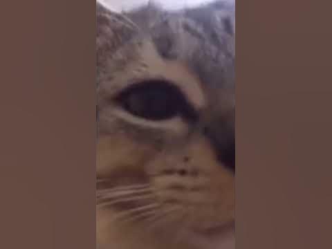 Спасибо кот👍🏿 - YouTube