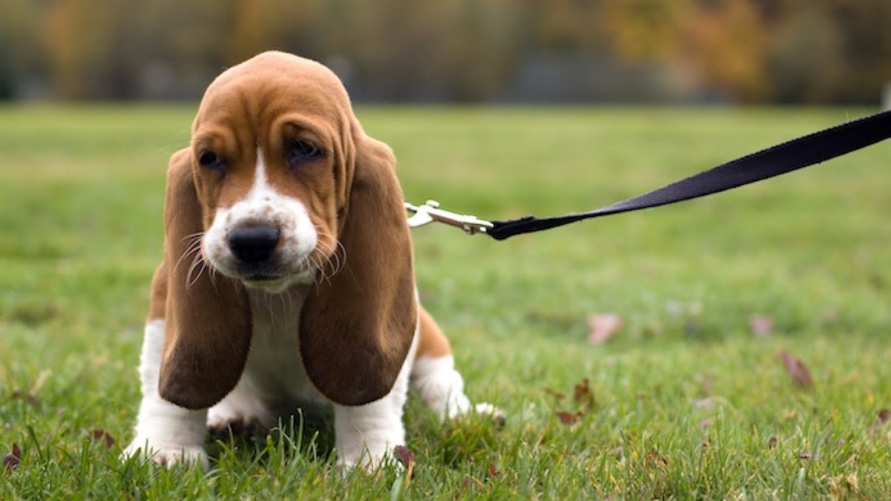 How to Train Dogs to Sit: Easy Steps for Quick Results