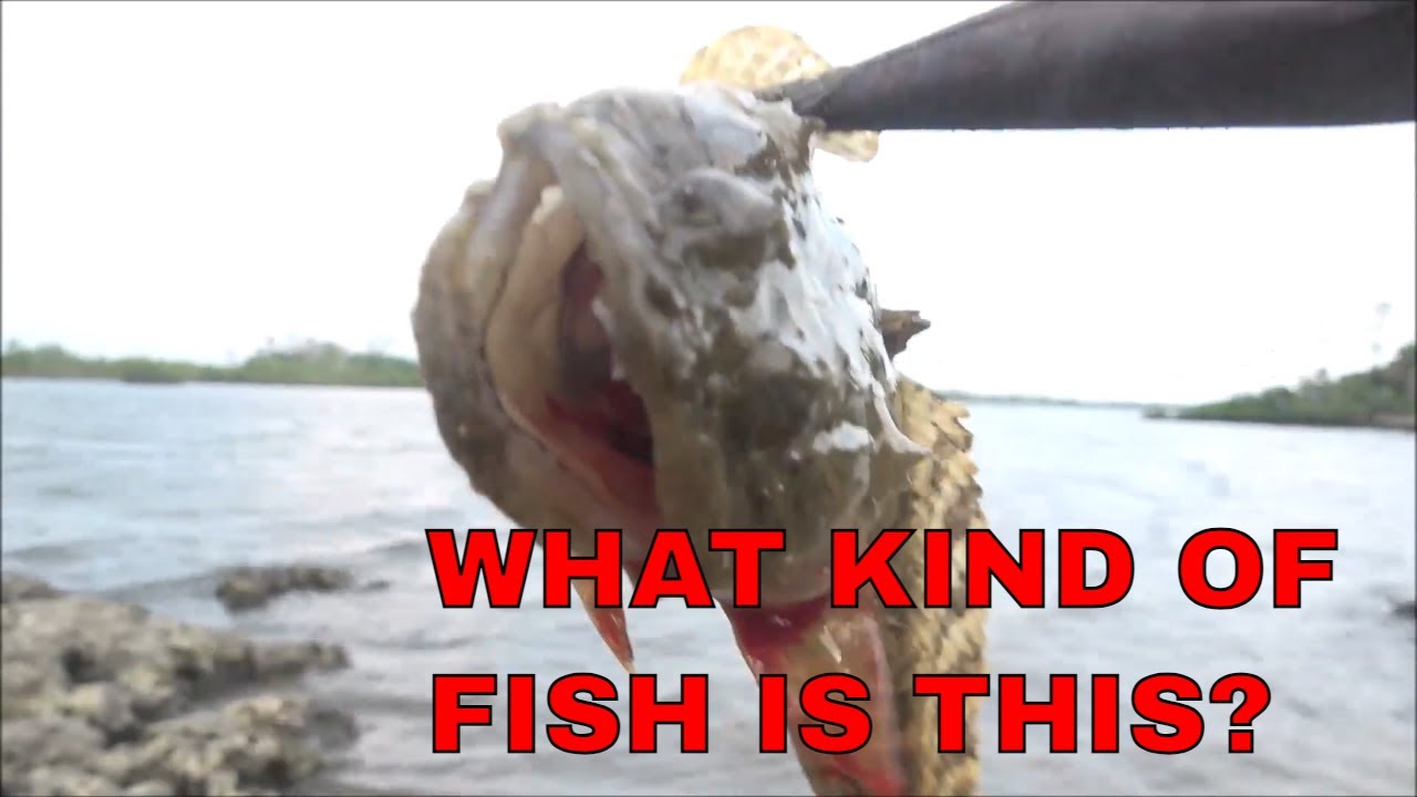 Overnight Fishing At Ozello Park In Crystal River Florida Car Camping 4K