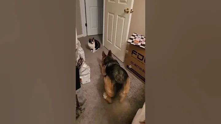 Watch the video about #shortvideo #youtube #funny #foryou #pets #cat #dog #cutecat #comedy #cutebaby