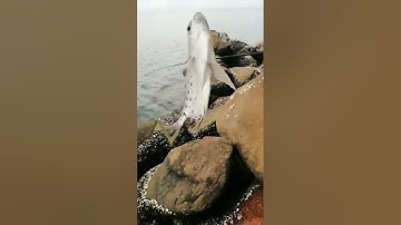 Câu cá biển - cá nâu (p19) #shorts #cauca