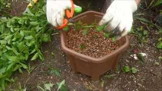 スイレンボクの増やし方