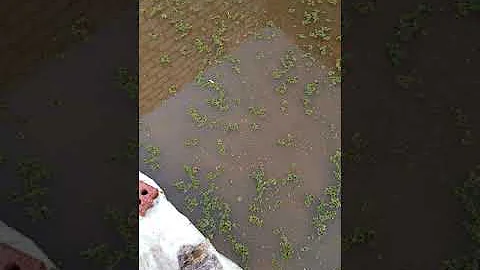 تحميل للازولا في الصعيد