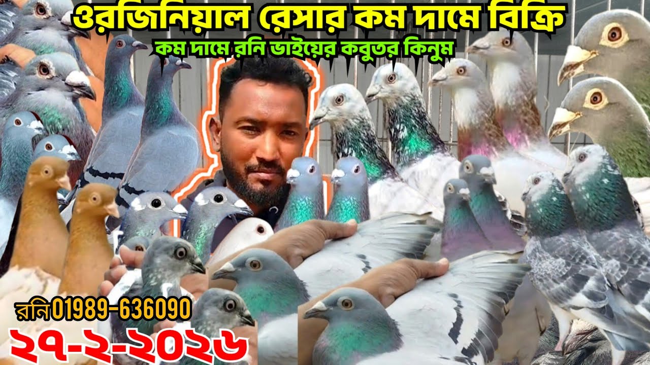 কম দামে ওরজিনিয়াল রেসার কবুতর কিনুন। বুদাপেস্ট কবুতর বিক্রি হবে। রনি ভাইয়ের রেসার কবুতর,বুদাপেস্ট 