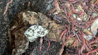 2 Weeks After Feeding Worm Chow