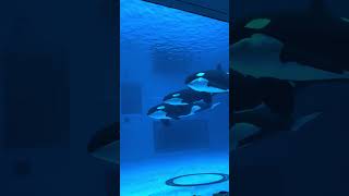 Download Lagu Kaixin, Yilong, and Chad at Chimelong Spaceship, China MP3