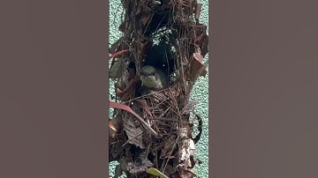 Small Birds Making Nests and Flying: A Fascinating Display of Avian Craftsmanship #shorts #birds