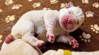 These 1 Day Old Puppies Will Melt Your Heart!!