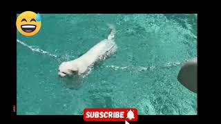 Best Funny water fails| funniest fails| funny video