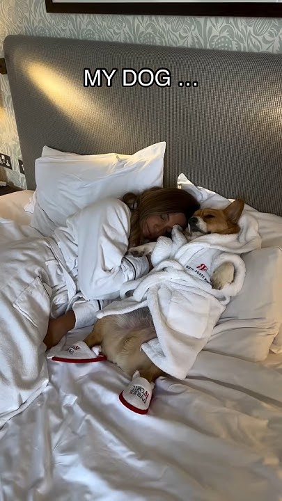 should-dogs-sleep-in-the-bed-dog-corgi-dogshorts-dogmom-dogowner