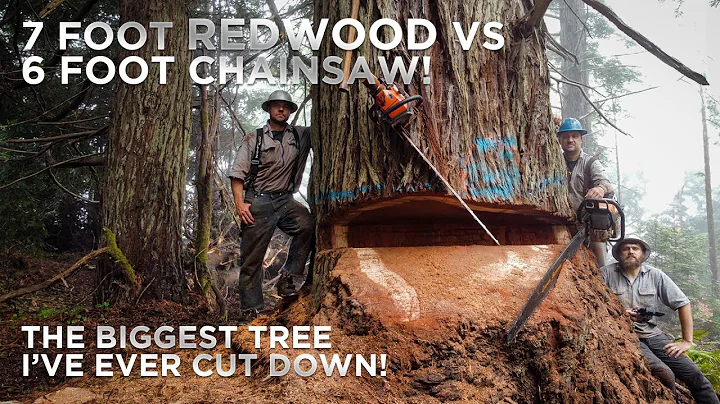 The Biggest Tree I've Ever Cut! Felling a 7ft Diameter Redwood Tree in California!